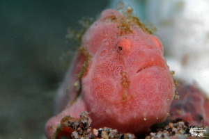 Juv. a. pictus, Dauin :-D by Daniel Strub 